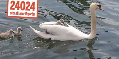 Schwan-Mama mit Jungen entzücken die Alte Donau