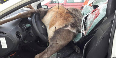 Schockfotos: Hirsch kracht durch Windschutz-Scheibe