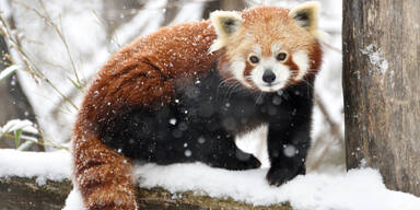 Erneuter Wintereinbruch Sch&ouml;nbrunn