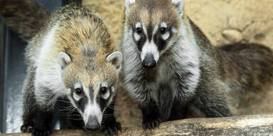 Wei&szlig;r&uuml;sselnasenb&auml;ren in Sch&ouml;nbrunn