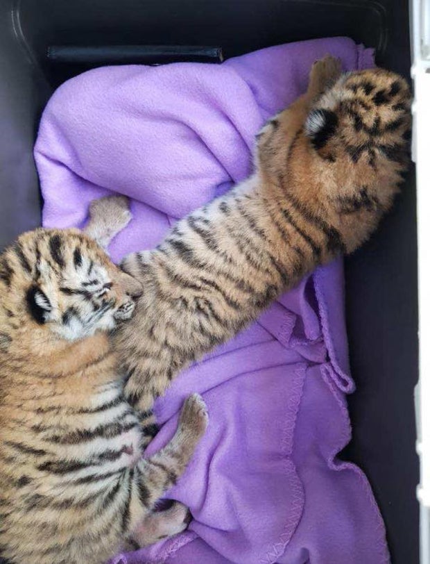 Tigerbabys gerettet: Jetzt spricht die 