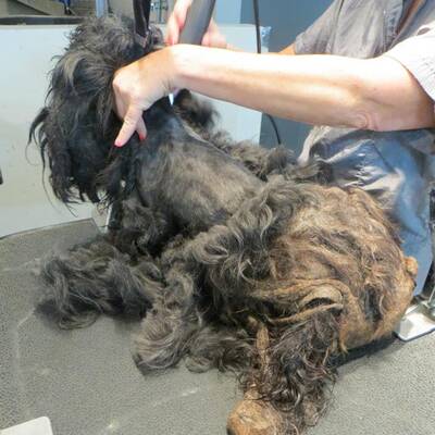 Tierschützer retten verwahrlosten Streuner