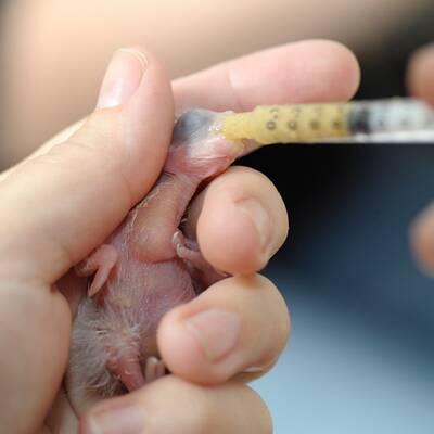 Tierschmuggelring zerschlagen