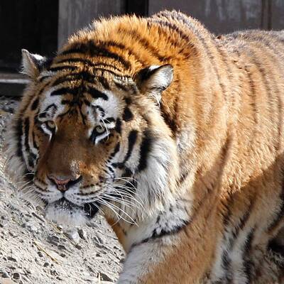 Tödliche Tiger-Attacke in Köln  