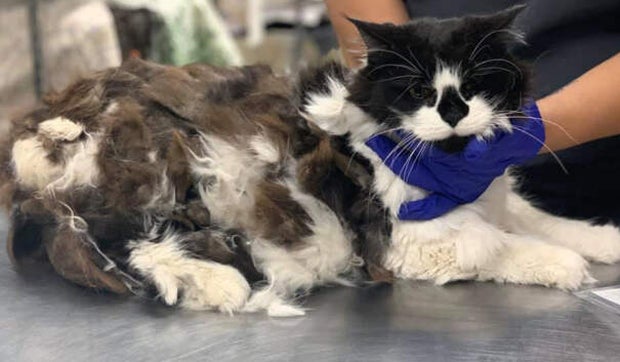 Familie kauft Haus – aber im Keller lebt schon was