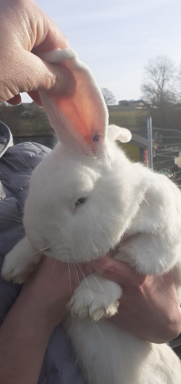 Kaninchen Piercing 2