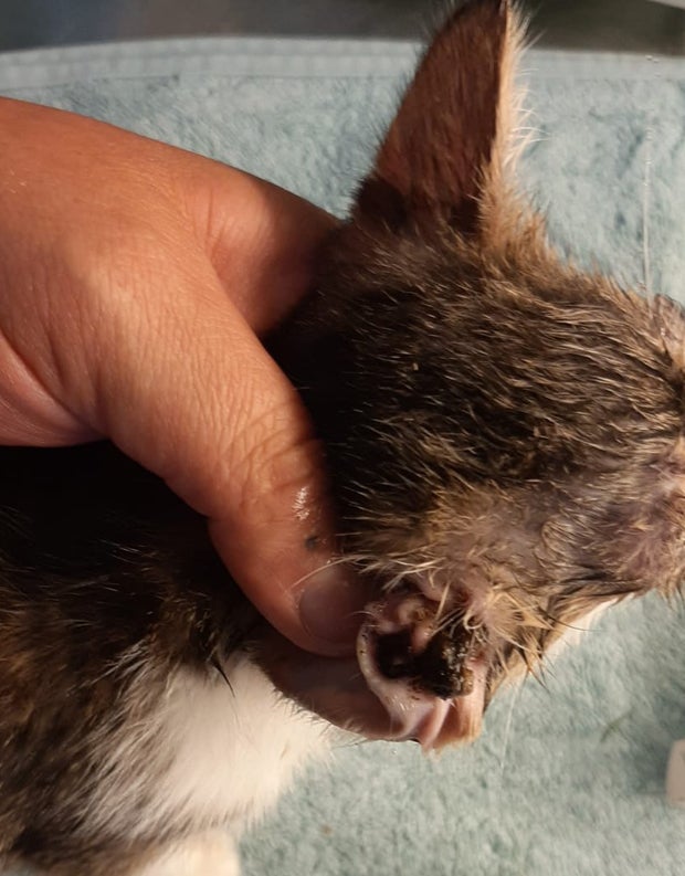 Fünf Katzenbabys am Waldrand ausgesetzt