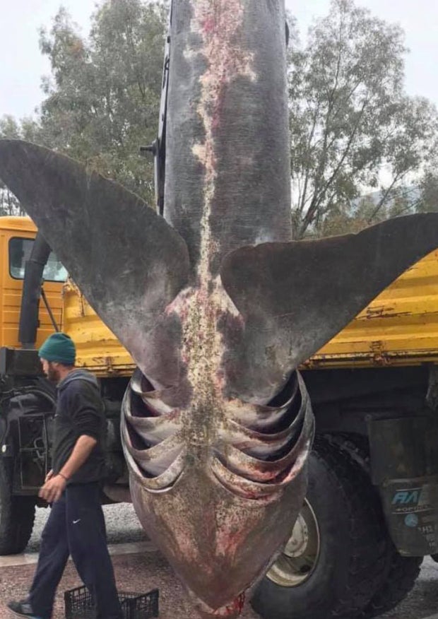 Schockbilder decken illegale Jagd auf Haie im Mittelmeer auf