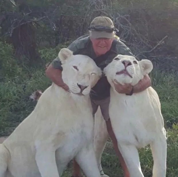 Weiße Löwen zerfleischen ihren Besitzer