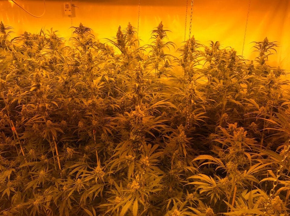 Hanfplantage mit 624 Pflanzen sichergestellt