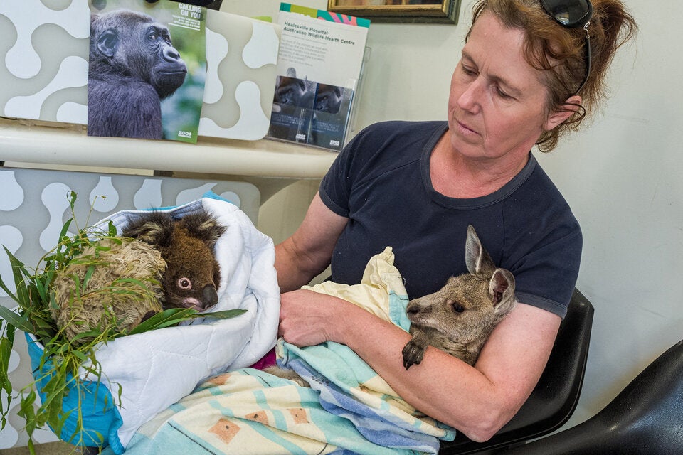 Tiergarten-Mitarbeiter spenden ihr Gehalt für australische Wildtiere