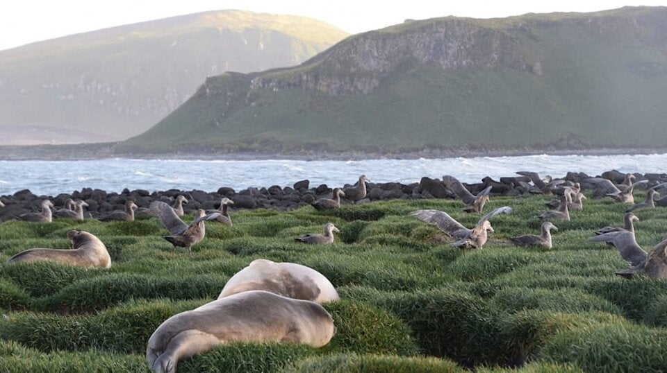 Heard und McDonaldinseln