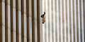Das Bild des "Falling Man" ging um die Welt