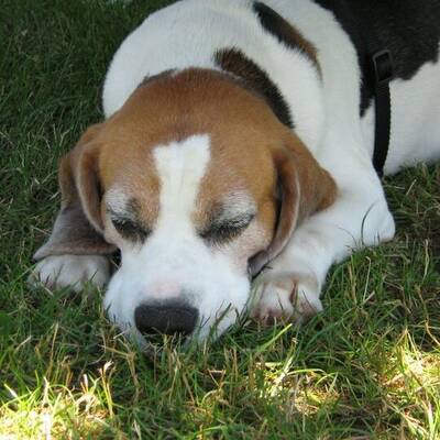 Hundewahl - Lennox, 14 Moante