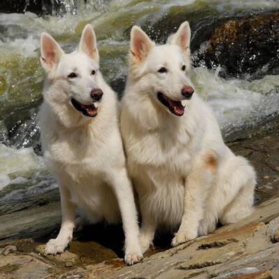 Hundewahl - Lennox, 14 Moante