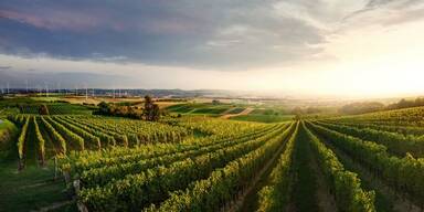 Carnuntum setzt ein Statement bei Rotwein