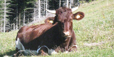 Alle wollen entlaufenen Weideochsen "Bruno"