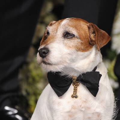 Glamour pur: Die Stars bei den Oscars