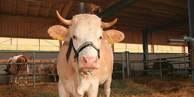 Stier: Flucht vor Fleischer