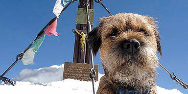 Erstbesteigung: Hund am Großglockner