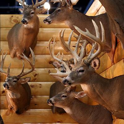 70.000 Menschen besuchen NRA-Waffenmesse
