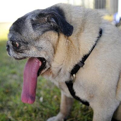 Diese Vierbeiner sind echte Originale