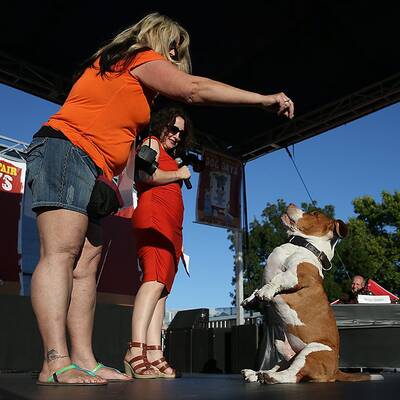 Diese Vierbeiner sind echte Originale