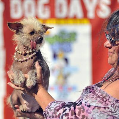 Diese Vierbeiner sind echte Originale