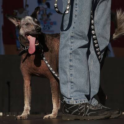 Diese Vierbeiner sind echte Originale
