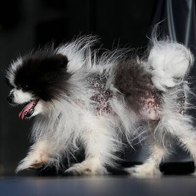 Diese Vierbeiner sind echte Originale