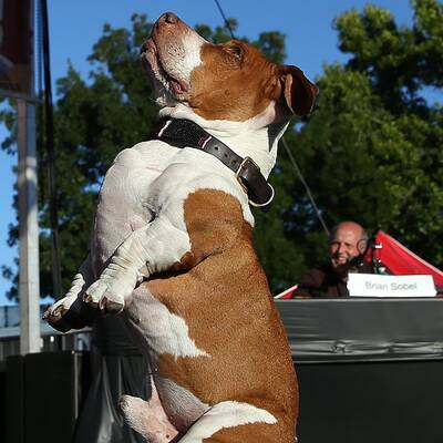 Diese Vierbeiner sind echte Originale