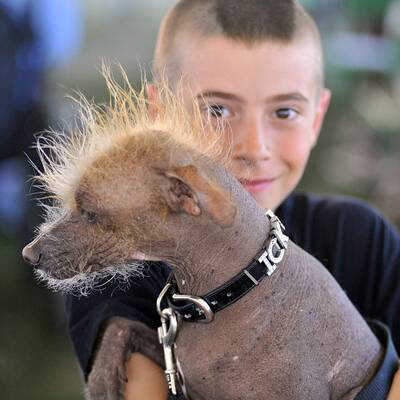 Diese Vierbeiner sind echte Originale