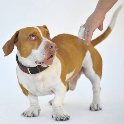 Diese Vierbeiner sind echte Originale