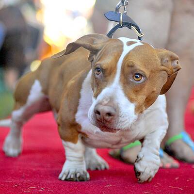 Diese Vierbeiner sind echte Originale