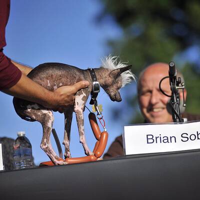 Diese Vierbeiner sind echte Originale