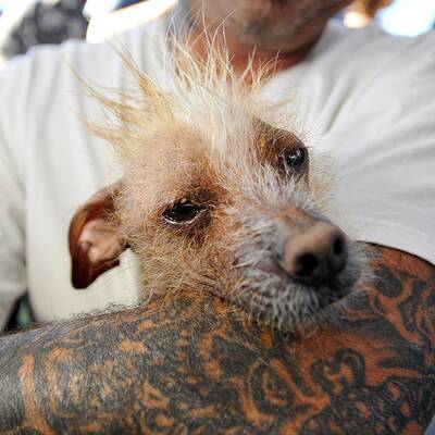 Diese Vierbeiner sind echte Originale