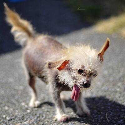 Diese Vierbeiner sind echte Originale