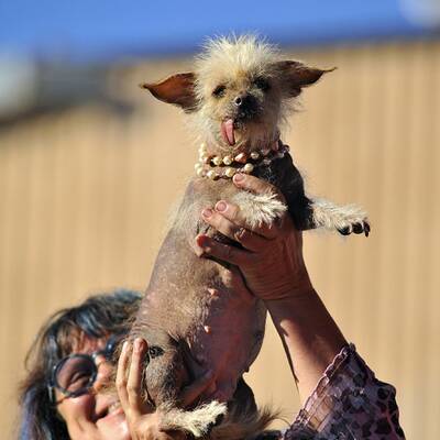 Diese Vierbeiner sind echte Originale