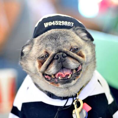 Diese Vierbeiner sind echte Originale