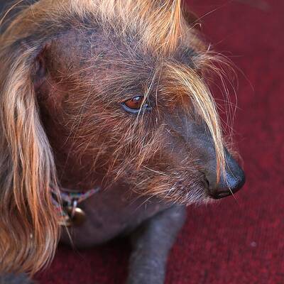 Diese Vierbeiner sind echte Originale