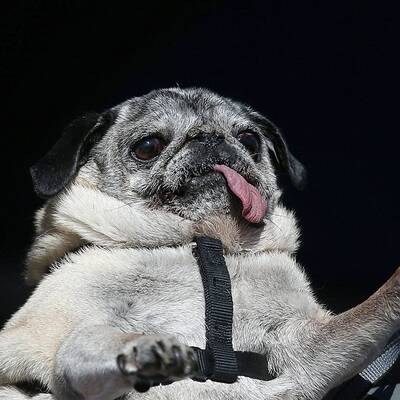 Diese Vierbeiner sind echte Originale