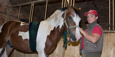 Irrer schießt mit Armbrust auf Pferde