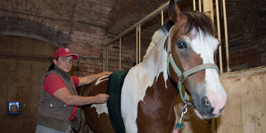 Irrer schießt mit Armbrust auf Pferde