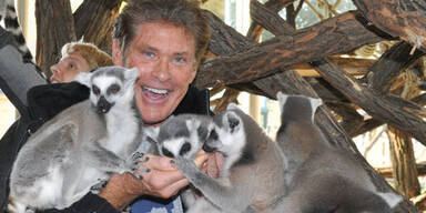 David Hasselhoff im Tiergarten Schönbrunn