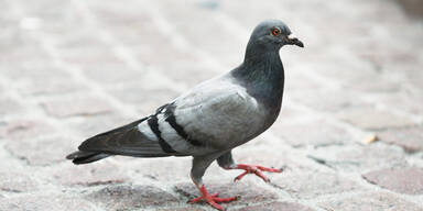Positive Doping-Tests bei Brieftauben