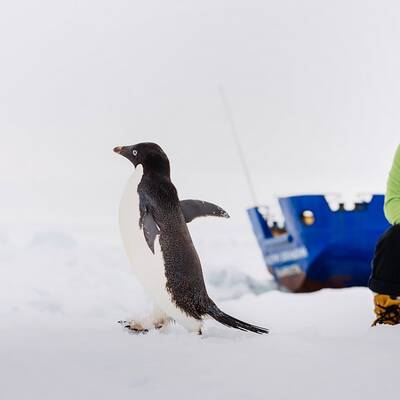 74 Menschen auf MV Akademik Shokalskiy warten auf Hilfe.