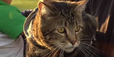 Katze Tara Superstar