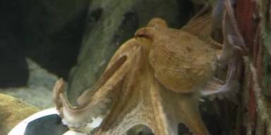 Krake Paul bleibt unvergessen