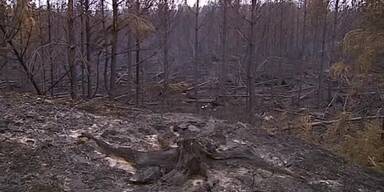 Schweden: riesiger Waldbrand