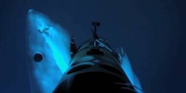 Hai greift Roboter an